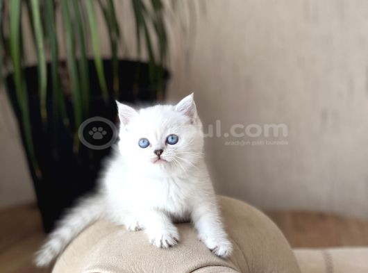 Mukemmel Güzelli̇k Bri̇ti̇sh Shorthai̇r Si̇lver Poi̇nt görsel