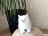 Mukemmel Güzelli̇k Bri̇ti̇sh Shorthai̇r Si̇lver Poi̇nt