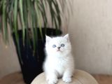 MUKEMMEL GÜZELLİK BRİTİSH SHORTHAİR SİLVER POİNT
