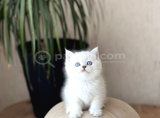 Mukemmel Güzelli̇k Bri̇ti̇sh Shorthai̇r Si̇lver Poi̇nt