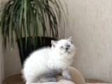 Orji̇nal Ayi Surat Bri̇ti̇sh Shorthai̇r Blue Poi̇nt