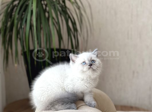Orji̇nal Ayi Surat Bri̇ti̇sh Shorthai̇r Blue Poi̇nt görsel