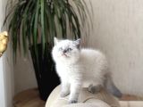 Orji̇nal Ayi Surat Bri̇ti̇sh Shorthai̇r Blue Poi̇nt