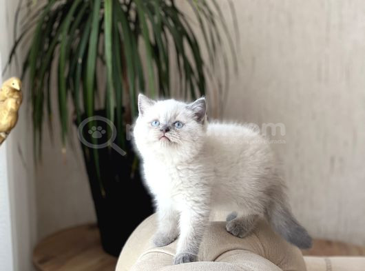 Orji̇nal Ayi Surat Bri̇ti̇sh Shorthai̇r Blue Poi̇nt görsel