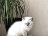 Orji̇nal Ayi Surat Bri̇ti̇sh Shorthai̇r Blue Poi̇nt