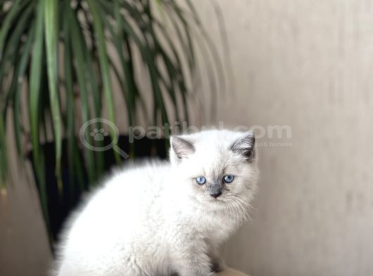 Orji̇nal Ayi Surat Bri̇ti̇sh Shorthai̇r Blue Poi̇nt görsel