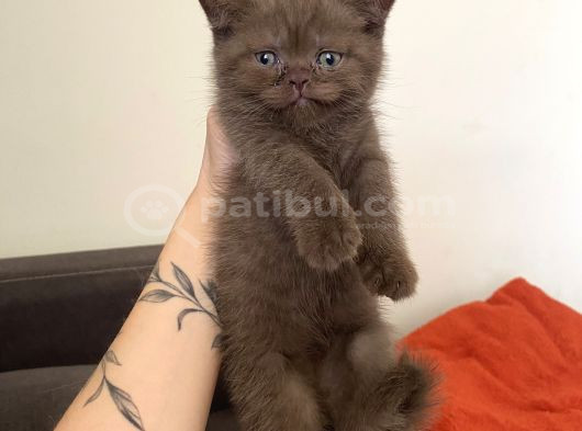 Çikolata Yeni Ailesini Arıyor görsel