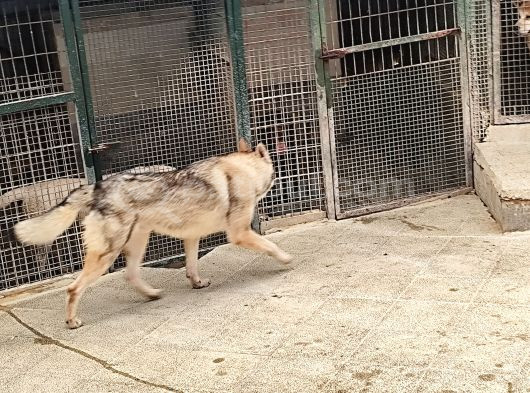 Çok Nadir Çok Asil görsel