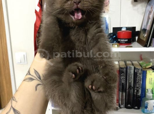 Çikolata Yeni Ailesini Arıyor görsel