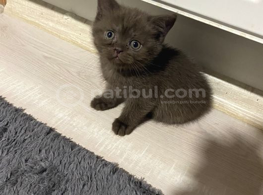 Çikolata Yeni Ailesini Arıyor