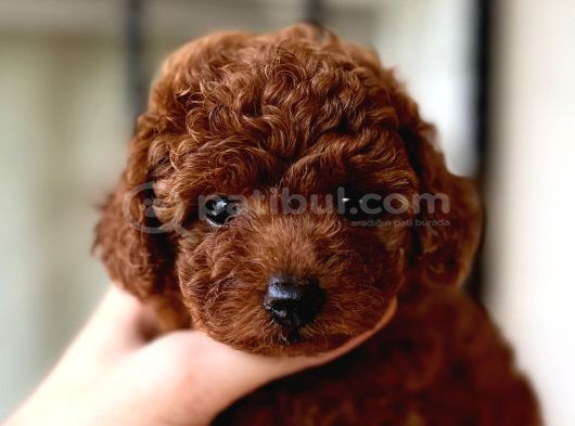 Safkan Poodle Yavruları - Sevgi Dolu Dostunuz görsel