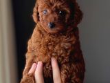 Safkan Poodle Yavruları - Sevgi Dolu Dostunuz