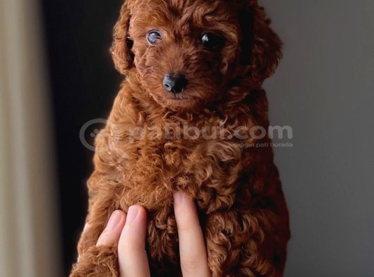 Safkan Poodle Yavruları - Sevgi Dolu Dostunuz