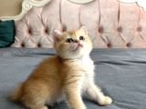 Safkan golden bebeklerim