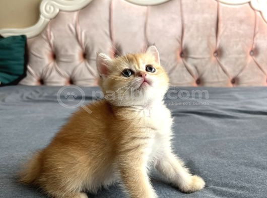Safkan Golden Bebeklerim