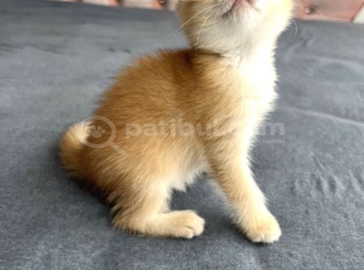 Safkan Golden Bebeklerim görsel