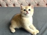 Safkan Golden Bebeklerim