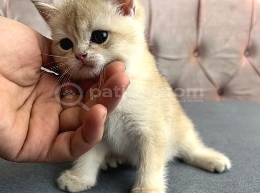 Safkan Golden Bebeklerim görsel