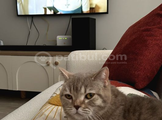 Güzel Kızımıza Yuva Arıyoruz görsel