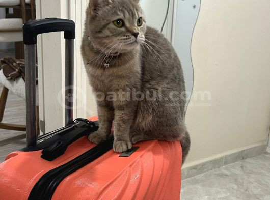 Güzel Kızımıza Yuva Arıyoruz görsel