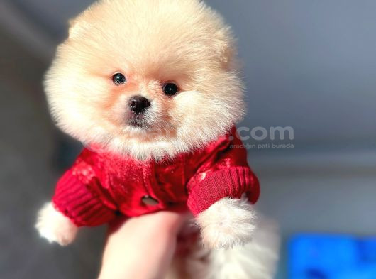 Ayi Sürat Pomerani̇an Boo Erkek