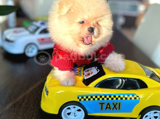 Ayi Sürat Pomerani̇an Boo Erkek görsel