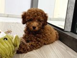 Safkan Toy poodle 3 aylık