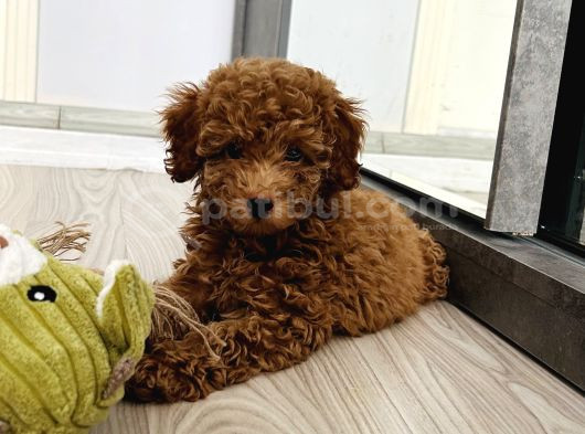 Safkan Toy Poodle 3 Aylık
