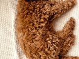 Safkan Toy Poodle 3 Aylık