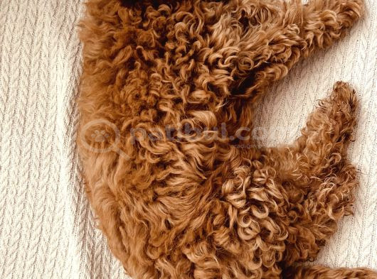 Safkan Toy Poodle 3 Aylık görsel