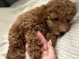 Safkan Toy Poodle 3 Aylık