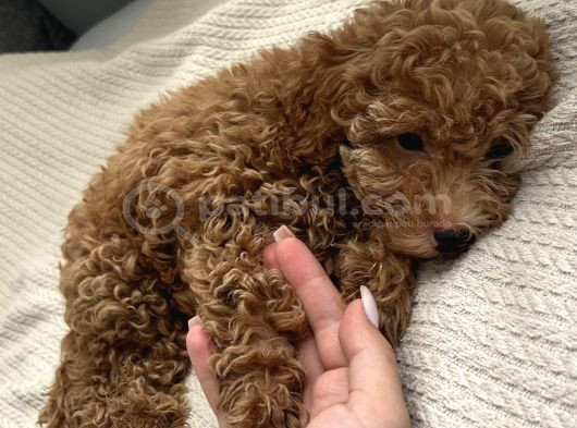 Safkan Toy Poodle 3 Aylık görsel
