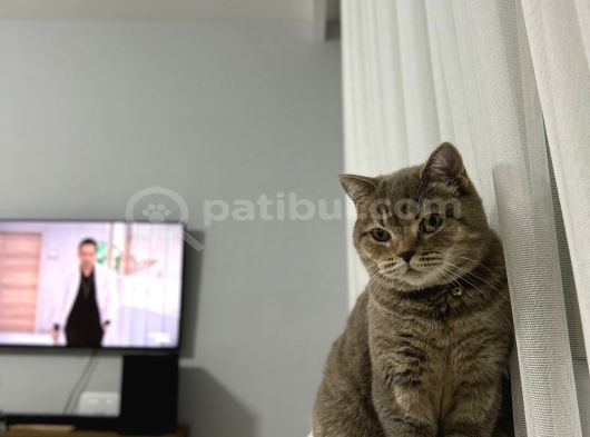 Güzel Kızımıza Yuva Arıyoruz