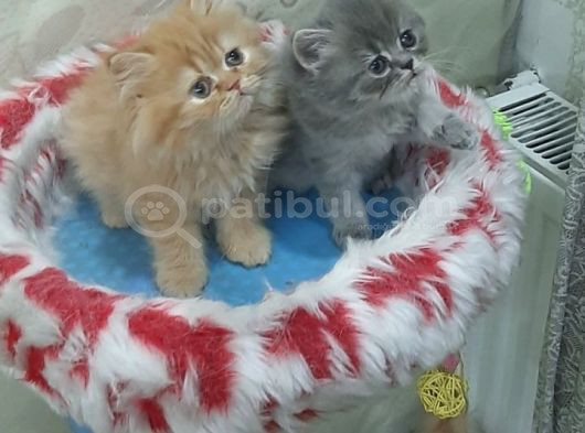 British Shortair Ve Longhair Yavrular