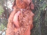 Muhteşem Toy Poodle Yavrularımız İstanbul