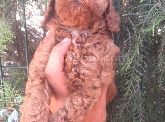 Muhteşem Toy Poodle Yavrularımız İstanbul görsel