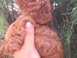 Muhteşem Toy Poodle Yavrularımız İstanbul