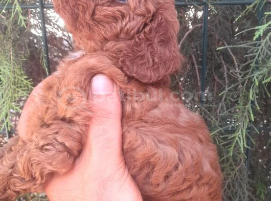 Muhteşem Toy Poodle Yavrularımız İstanbul görsel