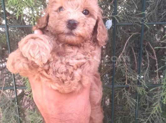 Muhteşem Toy Poodle Yavrularımız İstanbul