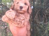 Muhteşem toy poodle yavrularımız İstanbul