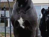 Xxl Cane Corso Yavrularim