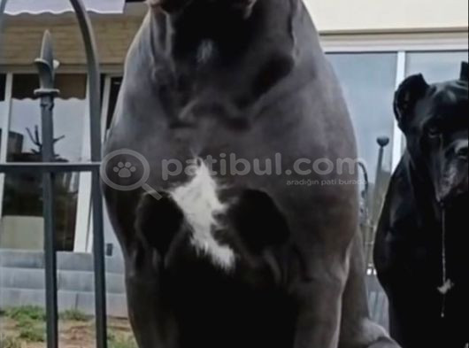 Xxl Cane Corso Yavrularim görsel