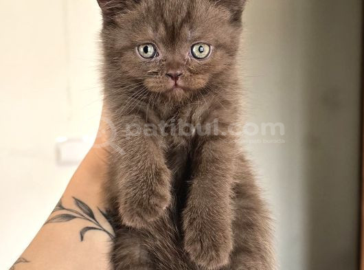 Çikolata Yeni Ailesini Arıyor görsel