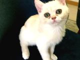 3 Aylık British Short Hair