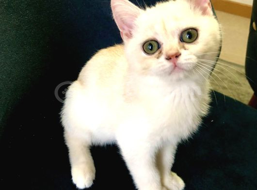 3 Aylık British Short Hair görsel