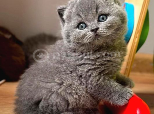 Yuvarlak Kafa Gri British Shorthair