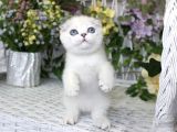Oyuncak Bebek Silver Scottish Fold Shorthair