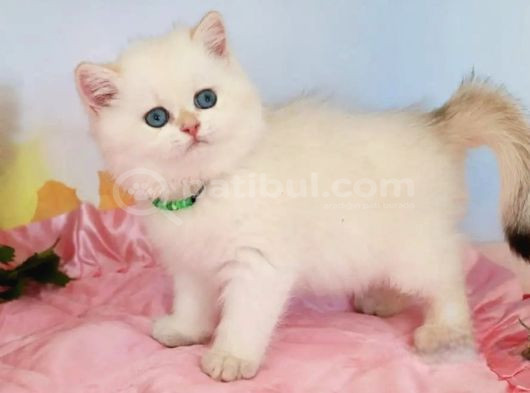 Kar Gibi Beyaz Silver British Shorthair görsel