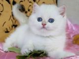 Kar gibi Beyaz Silver British Shorthair