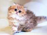 Dikkat Çekici Hatlarıyla Blackgolden British Longhair